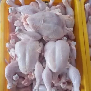 high protein chicken exporter