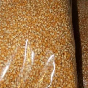 Corn (Maize)