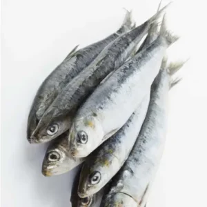 fresh fishes or pilchards exporter