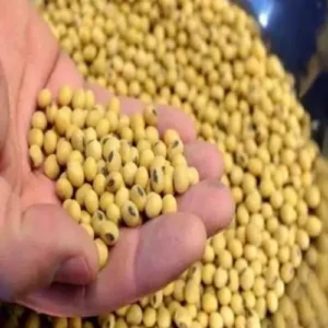 protein-rich soyabean supplier