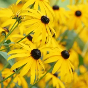 Yellow-Cornflower supplier