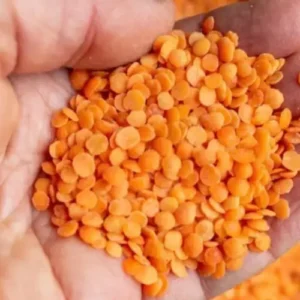 Tasty and fresh Lentils supplier